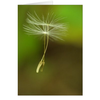 Flying seeds card by Rainmountain