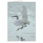 Flying Snowy Egret Cards