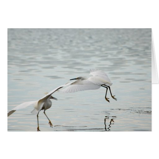 Flying Snowy Egrets Cards