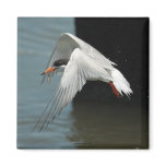 Flying Tern Magnet