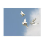 Flying white doves postcards