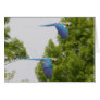 flying wild ara's greeting card