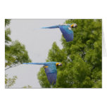 flying wild ara's cards