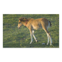 Foal (10) stickers