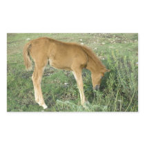 Foal (5) stickers