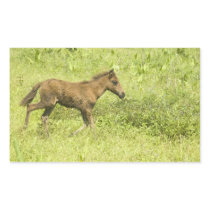 Foal (7) sticker