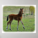 Foal 9P030D-197 posters