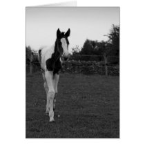foal cards