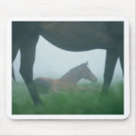 Foal Framed by its Mother Mouse Pads