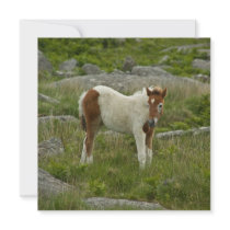 Foal Invite