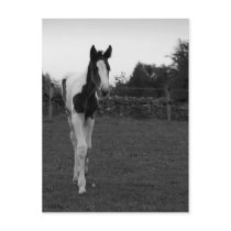foal postcards
