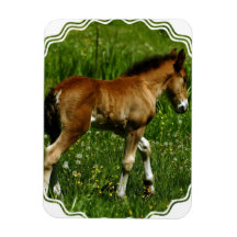 Foal Premium Magnet