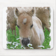 Foal Smelling Daisies Mouse Pad
