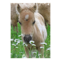 Foal Smelling Flowers Invitation