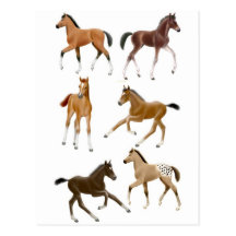 Foals Post Card