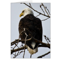 Focused Greeting Cards