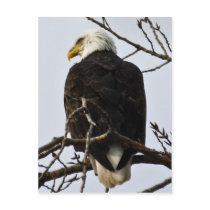 Focused Postcard