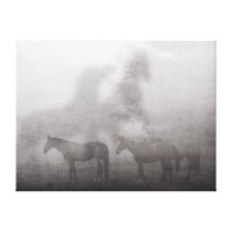 Foggy Morning Horse Canvas Prints