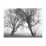 Foggy Trees Black & White Postcard