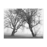 Foggy Trees Black & White postcards