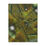 Foliole Gust Post Cards