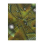 Foliole Gust Post Cards