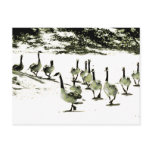Follow The Leader Postcard