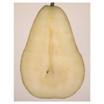 Food - Fruit - A slice of bosc pear Full Color Flyer