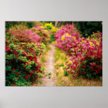 Footpath with azaleas
