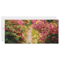 Footpath with azaleas
