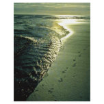 Footprints In Sand, Piha, North Island Flyers