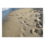 Footsteps on a sandy beach (Maine)