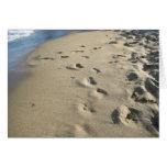 Footsteps on a sandy beach (Maine)