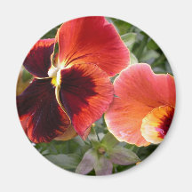 For the Love of Pansies Magnet