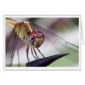 for you 2 cards