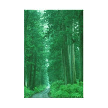 Forest 109  Stretched Canvas Print