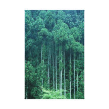 Forest 9  Stretched Canvas Print