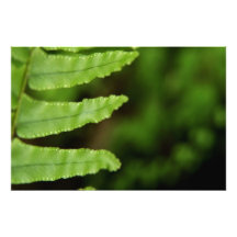 Forest Fern Photo Art