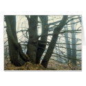 Forest Fog cards