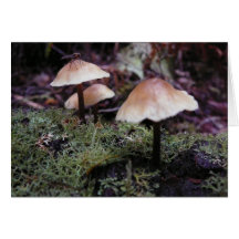 Forest fungi cards