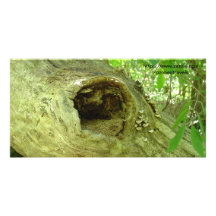 Forest Home Photo Cards
