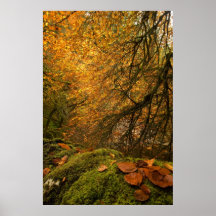 Forest in Fall Print