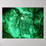 Forest in Green Poster