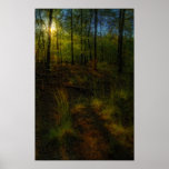 Forest Light Print