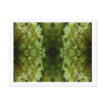 Forest Mist postcards