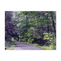 Forest Path - postcard