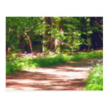 Forest Path Postcard