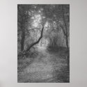 Forest Path posters