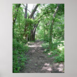 Forest Path