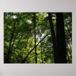 Forest Poster